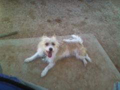 Charlie Girl
